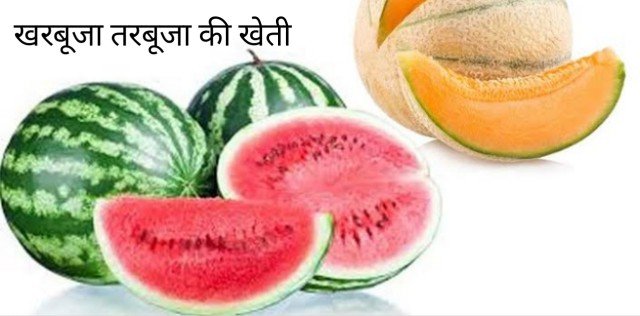 melon-watermelon crop